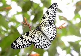 Pin On Beautiful Butterflies