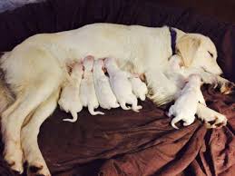 Please note, my mom and dad would. Craigslist Pets And Animals For Sale California