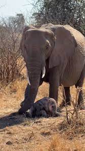 Emotional moment witnessing one of the most heartbreaking sightings in the  bush🥹🐘💔 A newborn elephant, with the tireless help of its mother, tried  again and again to take its first steps for