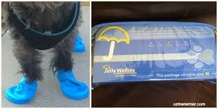 Jelly Wellies Rain Boots For Dogs Oz The Terrier