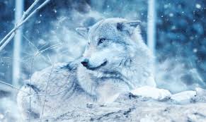 Wolf comes with the message that life's littlest joys is what makes every day struggles worth it in the long run. What Spirit Animal Does Each Sign Have Dazzling News