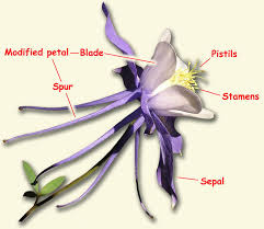 You do not want the plants roots to become dried out because that will slow down the growth of the plants. The Columbine Flower