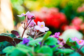 Profile for Perfect Violets