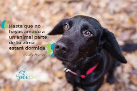 Después es necesario presentar un estímulo neutro (en), es decir, la campana en el caso del experimento, que antes de ocurrir el aprendizaje no produce ninguna respuesta. Frases Bien Padres Y Muy Perrunas Sobre Los Perros Revista Weepec