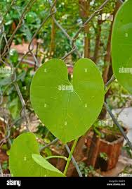 Image result for Ipomoea ochracea