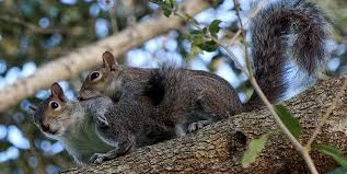 Check spelling or type a new query. 193 Squirrel Names That You Will Love And Will Amaze You Squirrel Enthusiast
