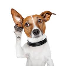 Did You Know Dogs Can Hear Sounds Up To 4 Times The Distance A Human Can Dogs Dogpics Chien Histoires De Chiens Animaux