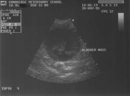 It's probably half the rate that we see in dogs. Bladder Neoplasia In Cats Vetlexicon Felis From Vetlexicon Definitive Veterinary Intelligence