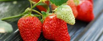We did not find results for: How To Pollinate Strawberries On The Balcony The Plant Aide