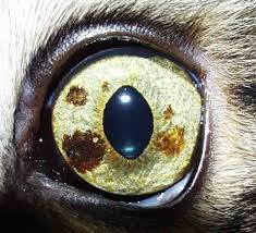 Tick born disease such as erhlichia, rocky mountain spotted fever, rickettsia, and lyme disease. Feline Uveitis Vetfolio