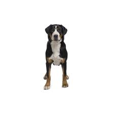 It's also free to list your available puppies and litters on our site. Great Swiss Mountain Dog Puppies Petland Dallas Tx