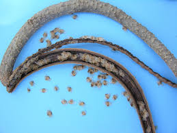 Image result for Radermachera xylocarpa