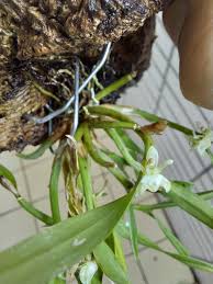 Image result for Angraecopsis amaniensis