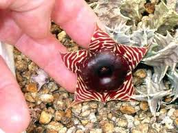 Image result for Huernia zebrina