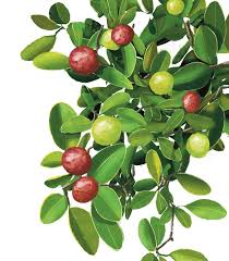 Image result for Flacourtia indica