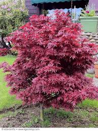 Acer Shaina Red Compact Maple Tree Landscape Japanese Maple Tree Landscape Red Maple Tree