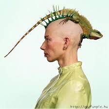 Person With Shaved Head Row Of Spikey Hair With Pet Lizard As Fashion Statement Affection Surpasses The Usual Categories Crazy Hair Hair Styles Beauty