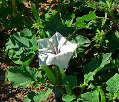 Image result for Datura inoxia