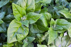 Image result for Tetragonia spicata