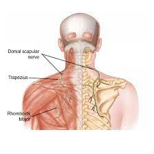 Maybe you would like to learn more about one of these? Shoulder Shoulder Blade Upper Back Pain And Or Pain Radiating Down The Back Of The Arm Could It Be Dns Solstice Physical Therapy