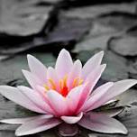 Introduction to Mindfulness Meditation: Learning to Cultivate Peace Within
