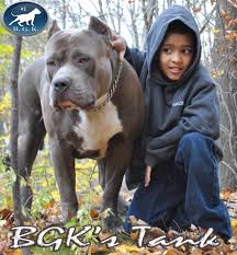 Black American Bully Xl For Sale Biggest Blue Xl Bully Pitbull Bgk S Tank 2 Years 157 Lbs Vet Scale P Pitbull Terrier Pitbulls Bully Pitbull