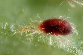 Image result for spotted spider mite