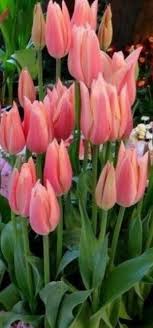 Epingle Par Houria K Sur Fleurs Roses Jardins Belles Fleurs Fleur Rose Fleur Jardin