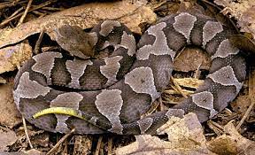Venomous Pests Inspectors Beware Internachi Snake Beautiful Snakes Snake Photos