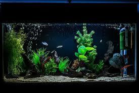 Pin By Chelsea Deitz On Fishies Fish Tank Aquarium Live Aquarium Plants