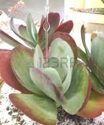 Kalanchoe Luciae Flapjacks Succulent Plant With Big Flat Planting Succulents Plants Succulents