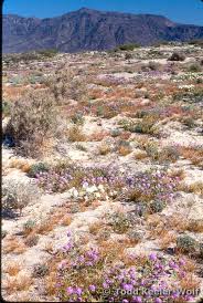 Image result for Dicoma arenaria