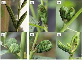 Image result for Corchorus pseudocapsularis