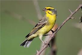 Maybe you would like to learn more about one of these? Kabar Terbaru 8 Ciri Ciri Burung Mozambik Orisinil Dan Palsu Kabarterbaru Co