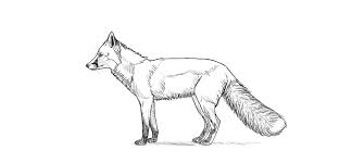 How To Draw A Fox Step By Step Pics to say get well soon! how to draw a fox step by step