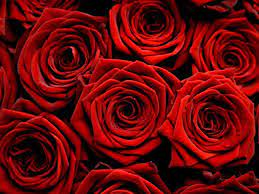 Wallpapercave is an online community of desktop wallpapers enthusiasts. Red Rose Wallpapers Wallpaper Cave