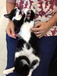 Another example of cats being jerks? 7 Rescued Cats And Lost And Found Cats Black White And Ideas Found Cat Cats Lost Found