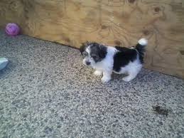 Check spelling or type a new query. Only 2 Left Lhasa Apso Maltese Mix Puppies For Sale In Morgan Hill California Classified Americanlisted Com