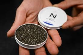 Image result for Caviar 2025 LZ