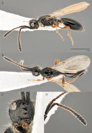 Image result for Disperis sp. nov. aff. bifida
