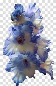 Larkspur Transparent Background Png Cliparts Free Download Hiclipart All space clip art are png format and transparent background. larkspur transparent background png