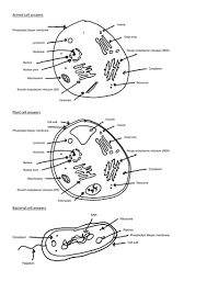 Check spelling or type a new query. Biology Cell Organelle Labels A Level Teaching Resources