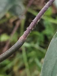 Image result for Ktenante Ctenanthe