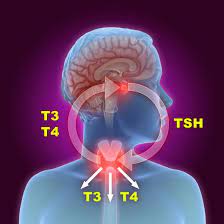 What Are T3 T4 And Tsh Understanding Your Thyroid Test Results