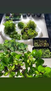 Image result for Crepidomanes chevalieri