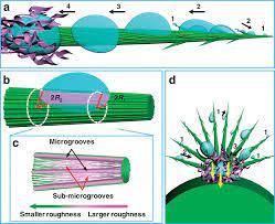 Joanna aizenberg, whose harvard lab produced the work, says their paper provides the first theoretical framework explaining how convex bumps promote the condensation of water vapor into droplets—a trick that helps some desert beetles. Mechanism Of The Fog Collection On The Cactus A An Overview Of The Download Scientific Diagram