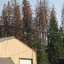 State and federal representatives +. Possible Help For Costly Tree Removal Mymotherlode Com