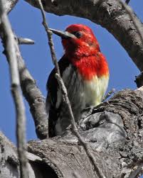 Bird With Red Spot On Head And Black Spot On Chest 