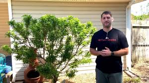 Dwarf bonfire peach read more; 6 35 Mb Growing A Bonanza Dwarf Peach Tree In Depth Overview Recommendation Download Lagu Mp3 Gratis Mp3 Dragon