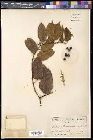 Image result for Cissus cucumerifolia